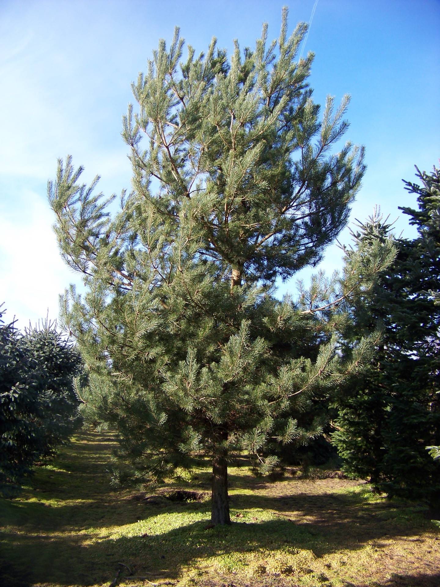 Pinus sylvestris_27